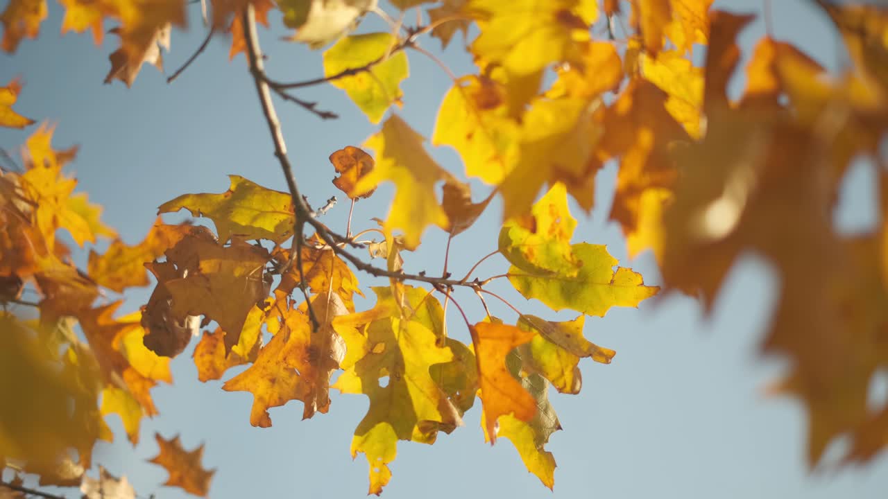 tiro en órbita de hojas amarillas y naranjas en un árbol en otoño