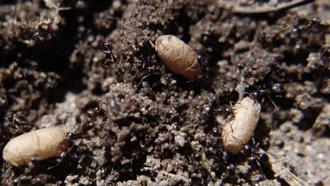 macro disparo de grandes hormigas negras y huevos en el suelo