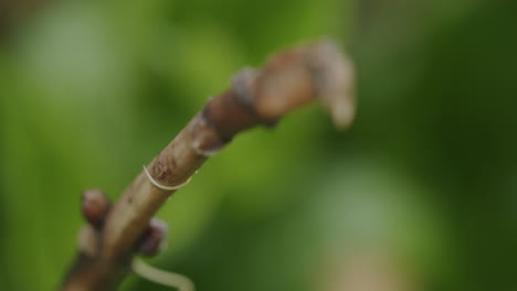 static macro shot of hairworm climbing on a small brown branch