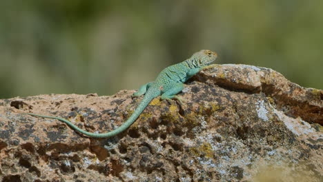 profile of collared lizard on top of mossy rock