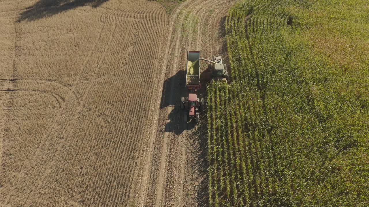 A combine in northeast Wisconsin chops corn for silage. Chopping corn silage is a process for creating high-quality feed for livestock, involving careful timing, moisture management, and equipment