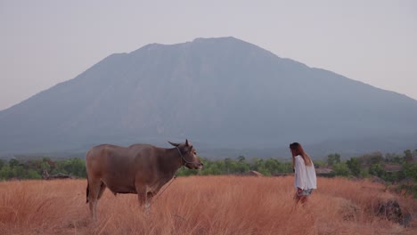 Young-woman-walks-on-a-dry-field-to-a-big-cow,-a-big-mountain-in-the-background-on-a-foggy-day,-copy-space,-static-shot-in-slow-motion