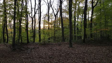 Autumn-Forest-Landscape