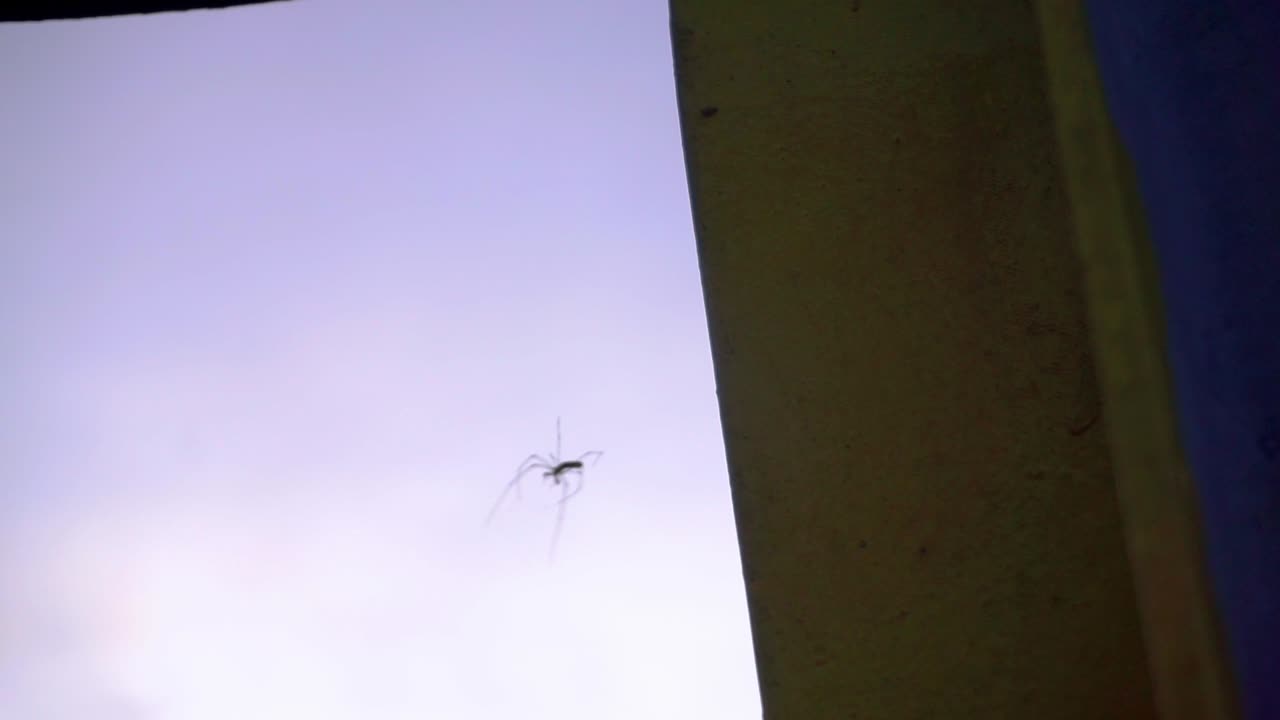spider videos. spider walk on the web on the metal