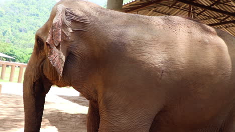 Majestätischer-Elefant,-Der-Sich-Umschaut,-Während-Er-Mit-Den-Ohren-Wackelt