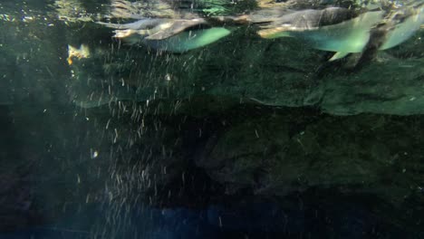 penguin swimming gracefully in a clear water habitat