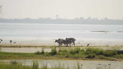 Vacas-Pastando-En-Un-Parche-De-Hierba-A-Lo-Largo-De-Un-Embalse-En-Gwalior,-Madhya-Pradesh,-India