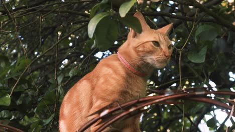 gato doméstico mirando alrededor de una pared entre un alambre de púas y una densa vegetación verde frondosa con ramas de árboles que lo rodean, haciendo su caminata diaria por el vecindario