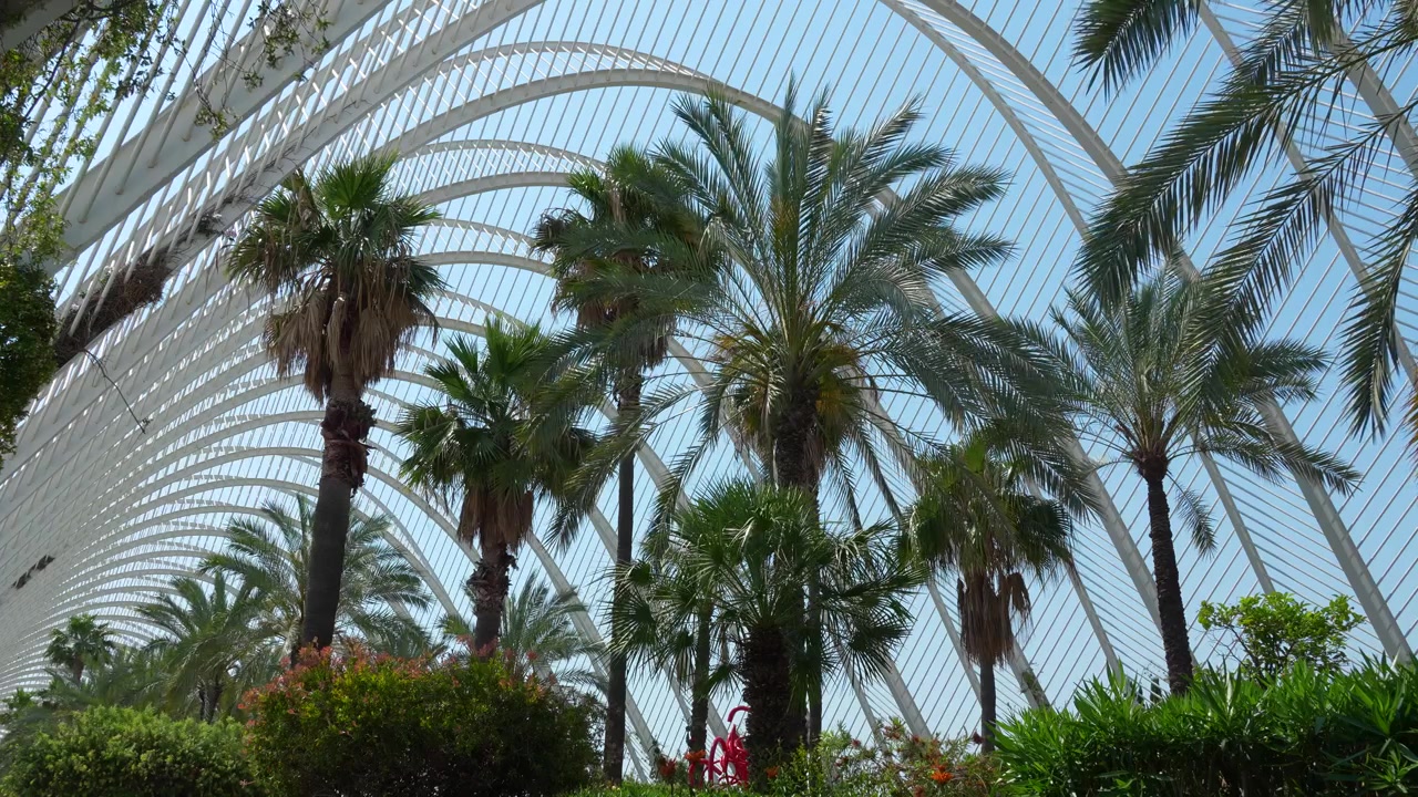 Palme sotto l'iconica struttura L'Umbracle alla Città delle Arti e delle Scienze a Valencia, Spagna