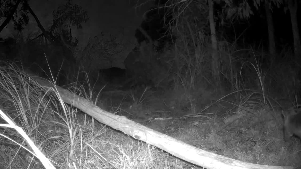 una toma nocturna infrarroja de un wallaby de pantano negro saltando a través del bosque en australia
