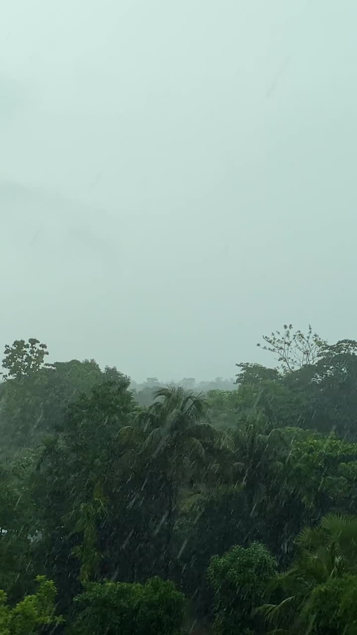 Hujan monsun jatuh di hutan tropis lebat dekat daerah pesisir dengan lanskap hutan di Bangladesh - bidikan statis vertikal