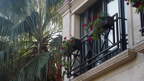 beautiful balcony with red flowers and palm trees