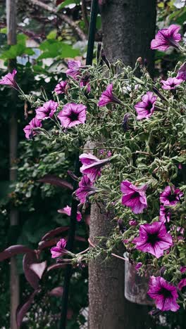 purple petunias in hanging basket