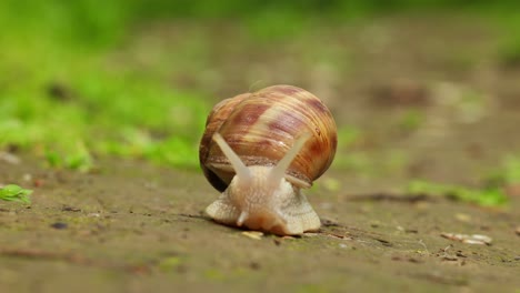 shelled gastropod snail on nature bokeh background