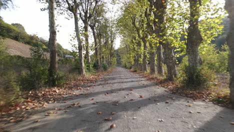 Autumn-Road-Trees