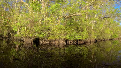 boat-mounted forward trucking shot advances toward cypress thicket on shore. rippled sunlight reflects off water onto plants.
