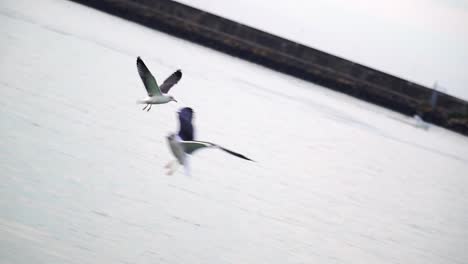 Seagulls-flying-over-the-water-in-a-port-in-slow-motion