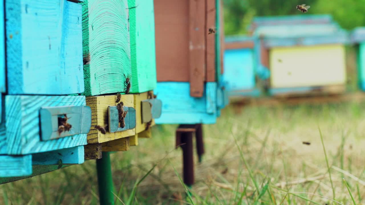 Honey bees flying in the air at summer day near beehives on honey farm