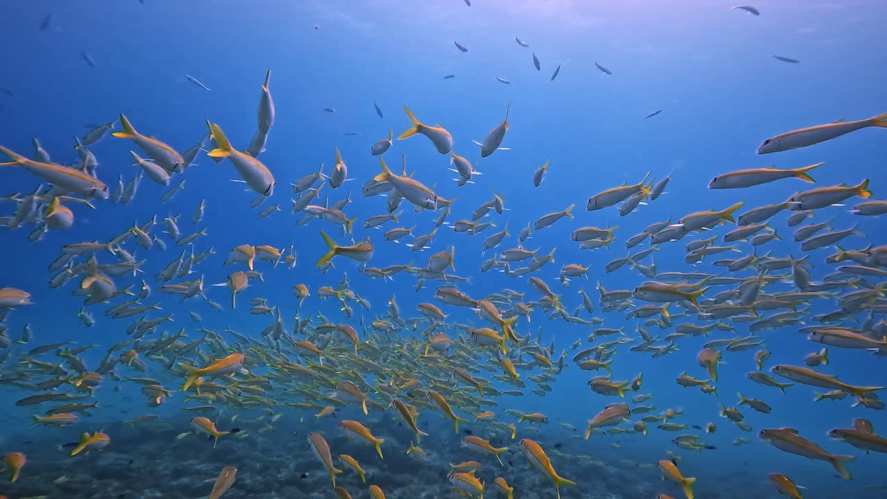 A school of yellow and silver tropical fish hovers calmly between the ocean's floor and surface