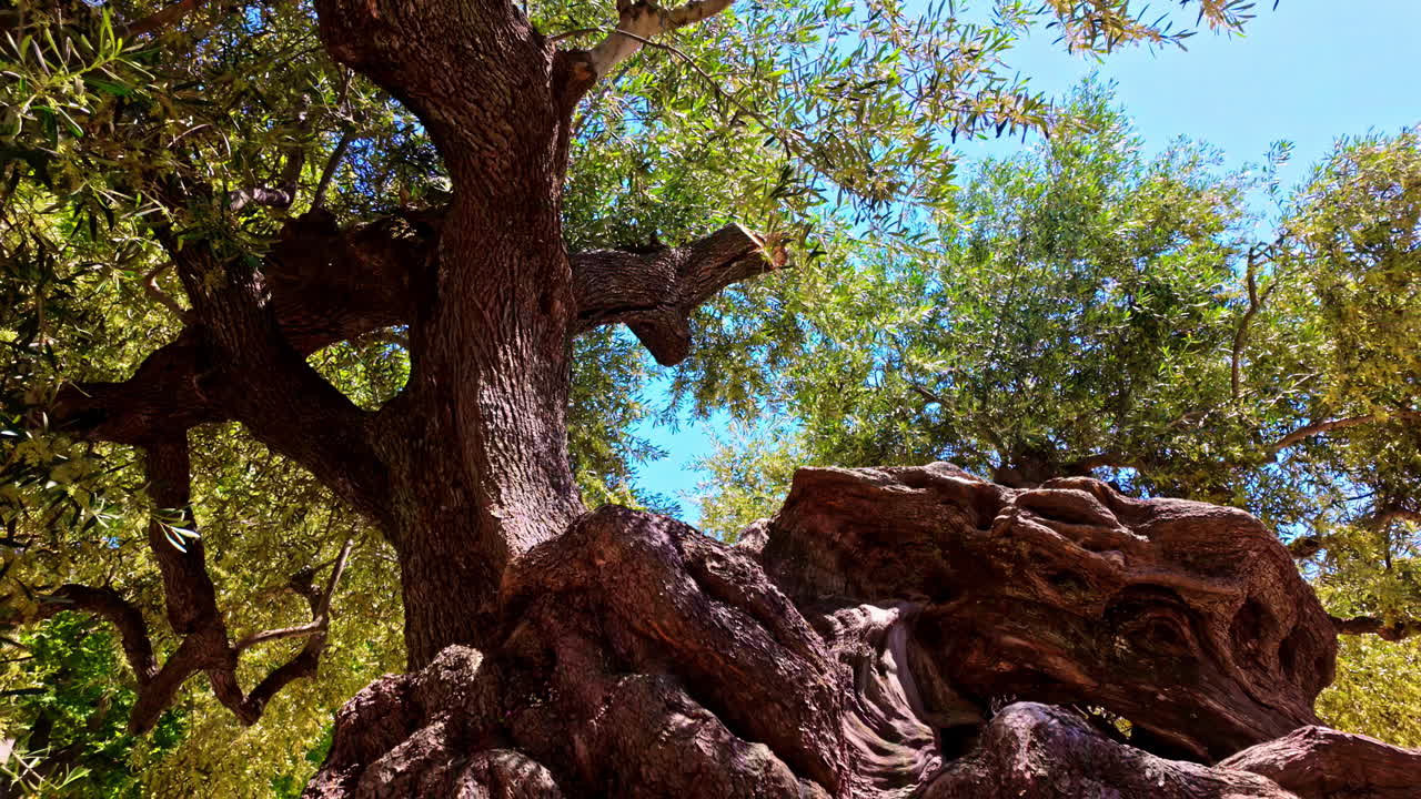Ancient Olive Tree in the Mediterranean