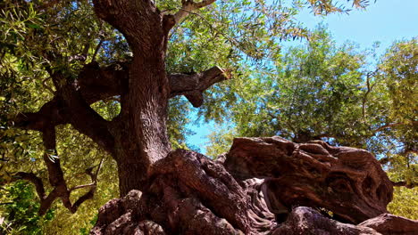 ancient olive tree in the mediterranean