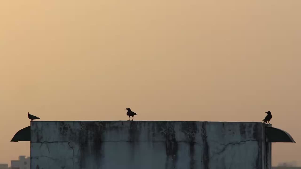 4K cinematic view of crows perched on rooftop against golden sunset sky.