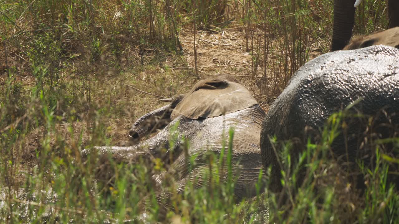 Un cucciolo di elefante si rotola soddisfatto nel fango poco profondo mentre elefanti adulti stanno nelle vicinanze, filmato al rallentatore nel Parco Nazionale Kruger.