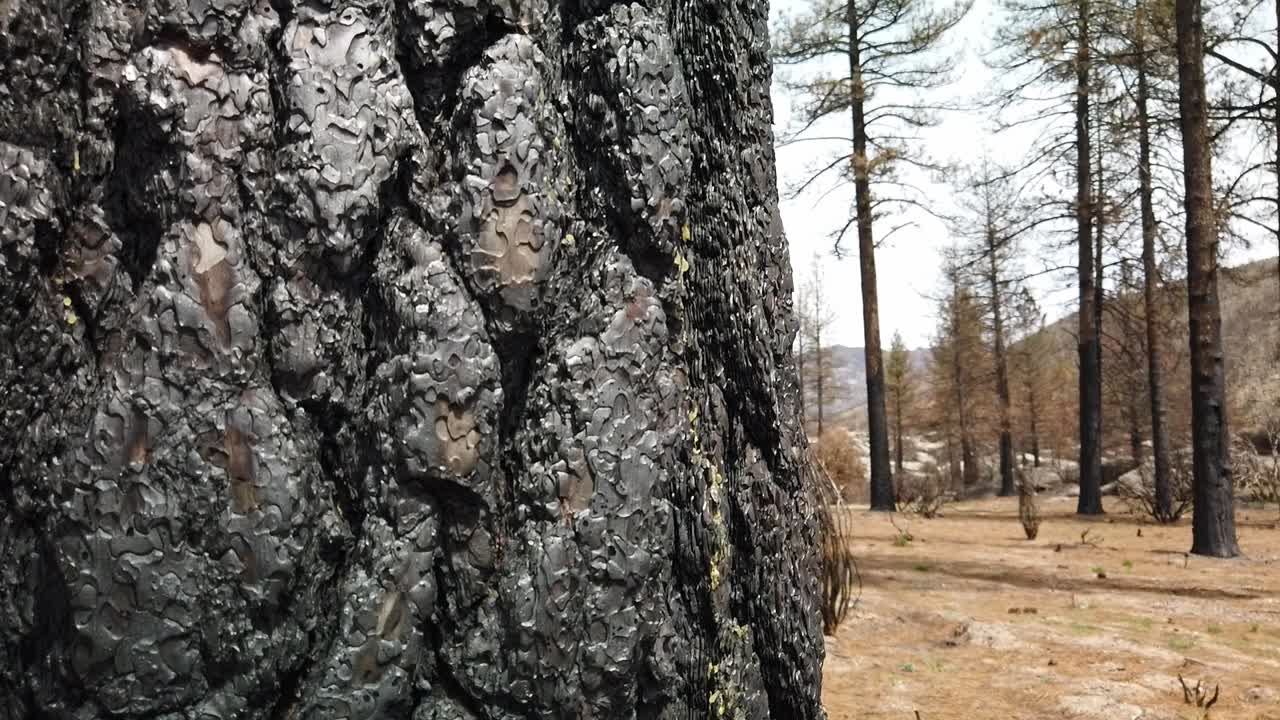 panorámica hacia abajo, primer plano de un tronco de árbol quemado por un incendio forestal varios años antes cerca de idyllwild, california.