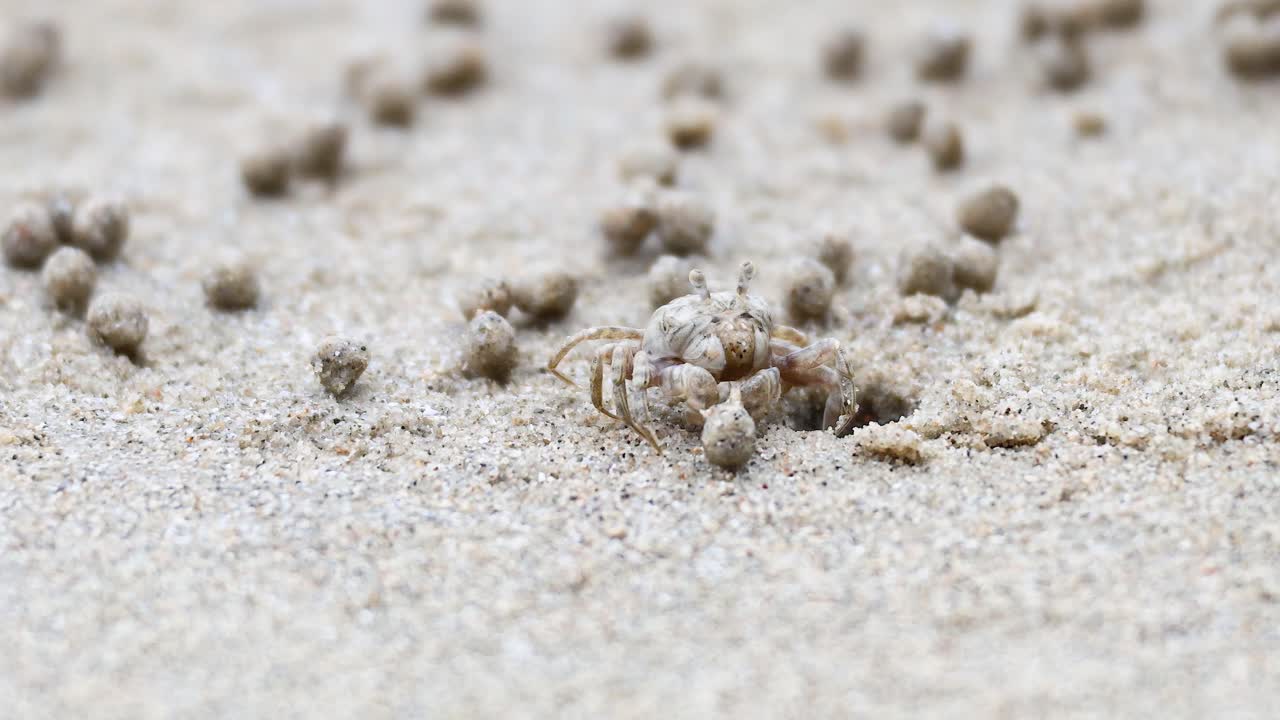 cangrejo fantasma moviéndose en la playa de arena