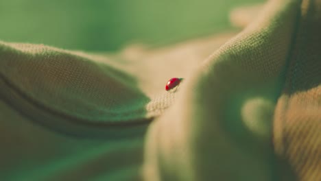 ladybug crawling over a bag