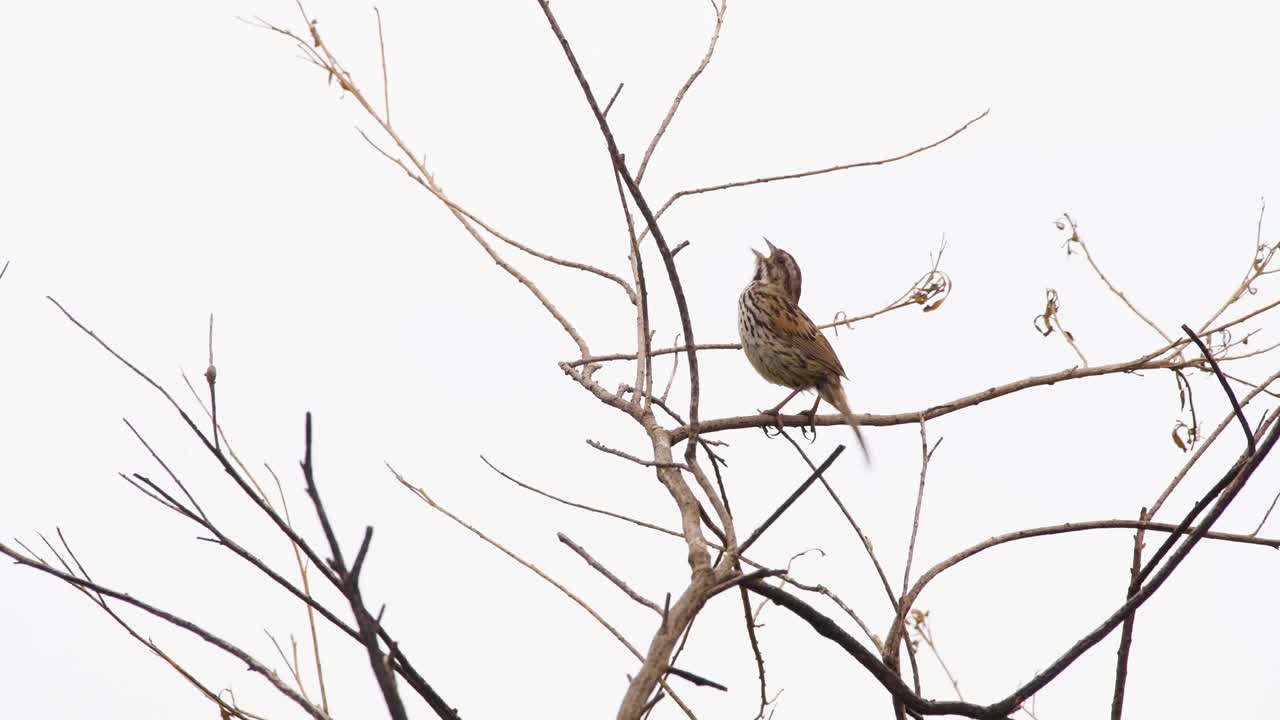 노래 참새가 나무에서 노래