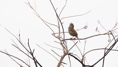 un gorrión canta en un árbol