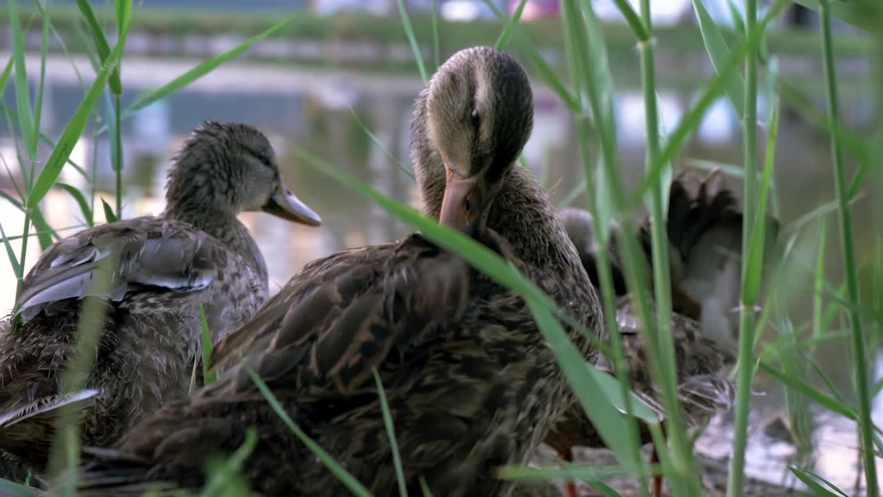Mamma anatra con gli anatroccoli che si liscia le piume tra alte canne d'erba verde vicino all'acqua