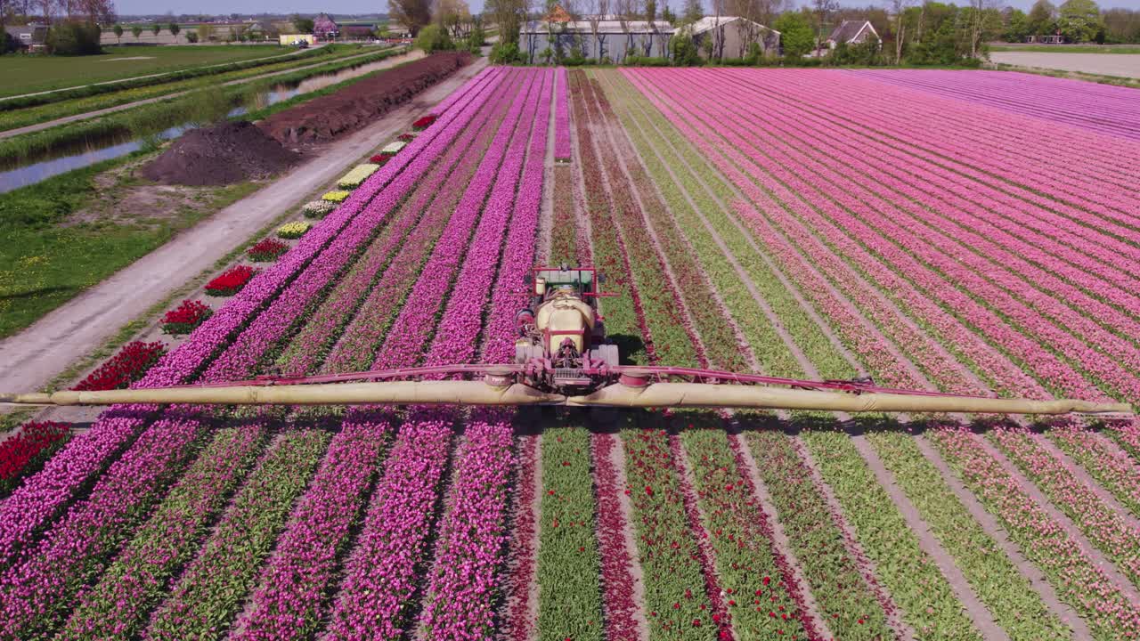 Vista aerea di Schermerhorn con tulipani, fiori, mulino a vento, che mostra un paesaggio rurale pittoresco nei Paesi Bassi