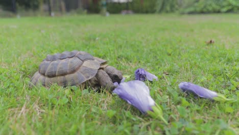 A-closeup-shot-of-a-moorish-tortoise-eating-hibiscus-at-another-ange