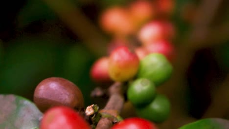 Close-up-shot-of-coffee-seeds-on-a-coffee-plant-on-the-Satria-Coffee-Plantation