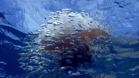 large white-spotted jellyfish floats at the surface surrounded by countless young reef fish