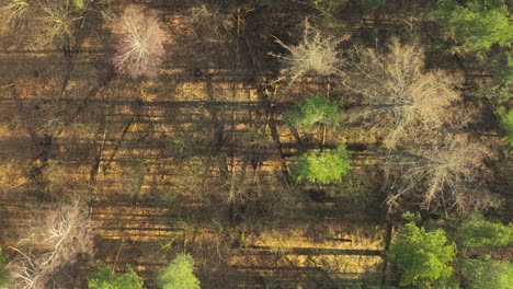 An-overhead-view-of-a-forest-showing-patterns-of-shadow-and-light-across-the-terrain,-with-both-vibrant-green-trees-and-several-pale,-leafless-trees-interspersed