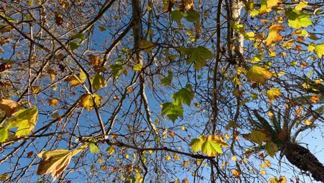 leaves gently fall from trees in autumn