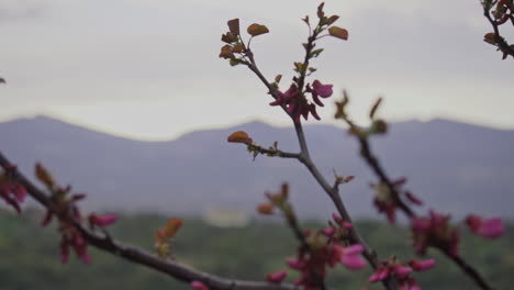 Primer-Plano-De-Ramas-De-árboles-Lilas-Con-Una-Montaña-Borrosa-En-El-Fondo