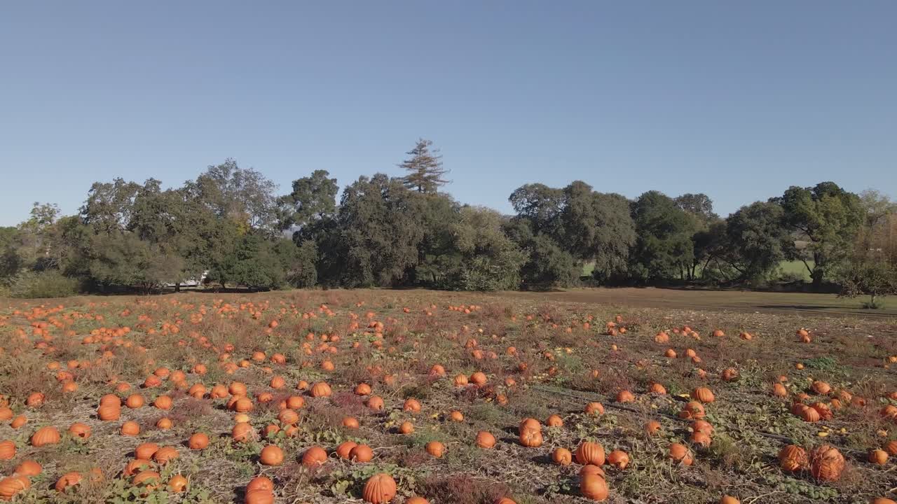 Drone Dolly-In Over A lush pumpkin field filled with vibrant orange gourds spread across the ground, symbolizing the richness of the autumn harvest