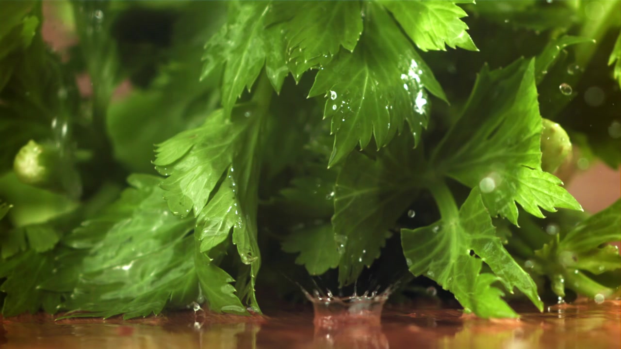 Fresh Green Parsley Leaves Being Washed with Water Drops
