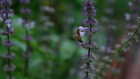 Abeja-Australiana-Recogiendo-Néctar-Dulce-Y-Polen-De-Flores-De-Albahaca-En-El-Jardín-De-Hierbas