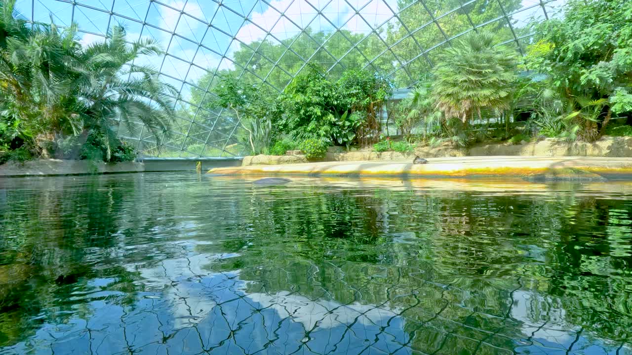 A hippopotamus remains mostly underwater in a lush, indoor zoo enclosure with glass roof, surrounded by tropical plants and calm reflections on the pool surface