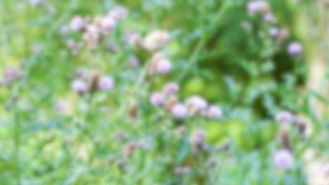 Bees visit purple thistle flowers in a lush, sunlit garden with soft background blur