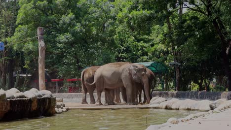 elephants in a zoo enclosure
