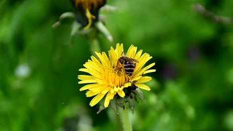 bee collecting pollen from flower