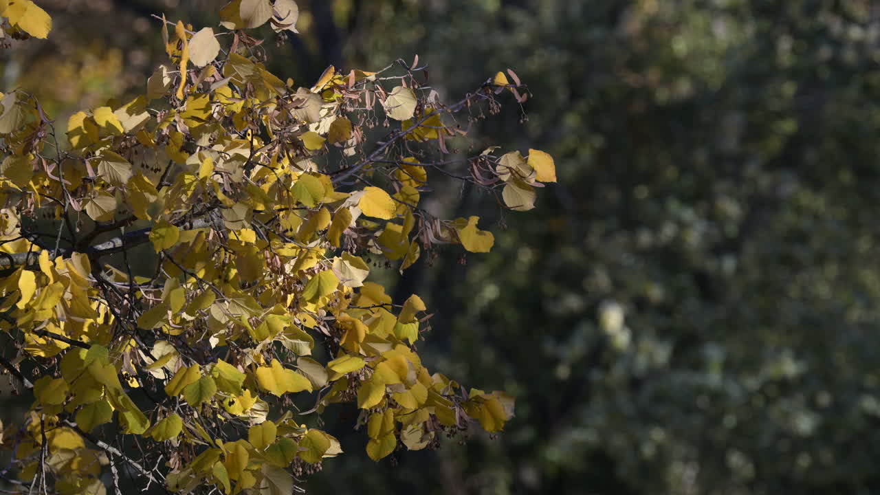 Yellow linden leaves in sunlight during autumn