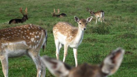 Fallow-deer-eating-lush-green-grass,-slow-motion,-sunny-autumn-day,-wildlife-concept,-medium-handheld-shot