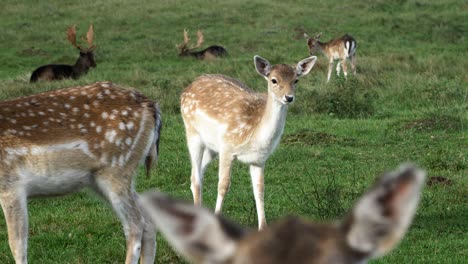 Damhirsche-Fressen-üppiges-Grünes-Gras,-Zeitlupe,-Sonniger-Herbsttag,-Wildtierkonzept,-Mittlere-Handaufnahme